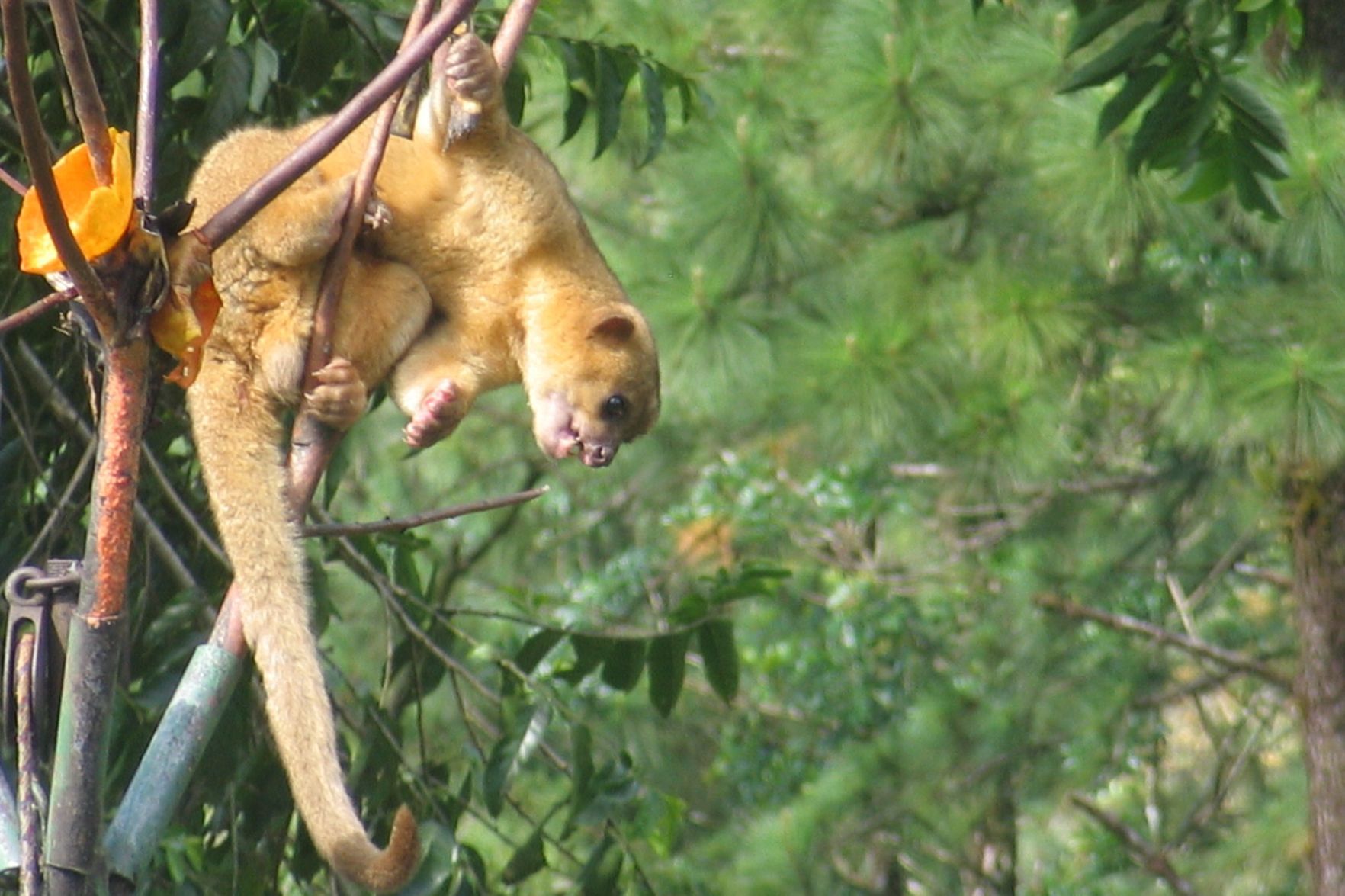 Kinkajou